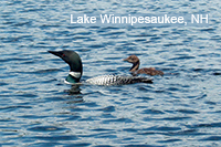 Loon and Chick - with "Lake Winnipesaukee"